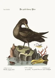 Der große schwarze Peteril, 1749-73